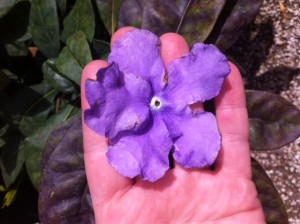 brunfelsia magnifica