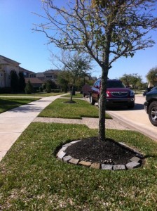 Black mulch volcanoes planted in idiot strip.