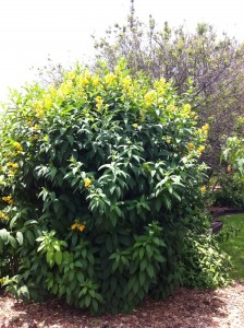 Yellow Cestrum