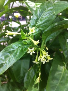 Night Blooming Jasmine