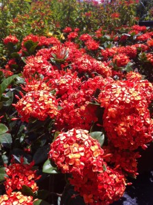 Red/Orange Ixora