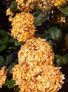 Yellow Ixora