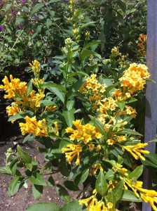 Yellow Cestrum