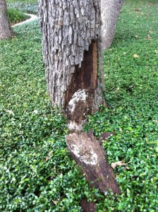 Tree bark falling off.
