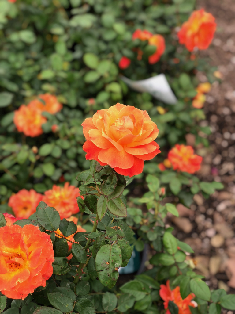 Roses - RCW Nurseries